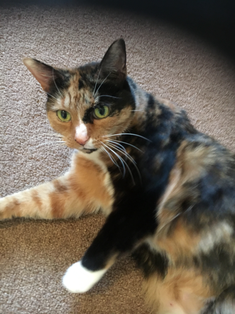 A tortoiseshell cat relaxed at home