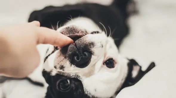 A dog being gently stroked under the chin A dog being gently stroked under the chin