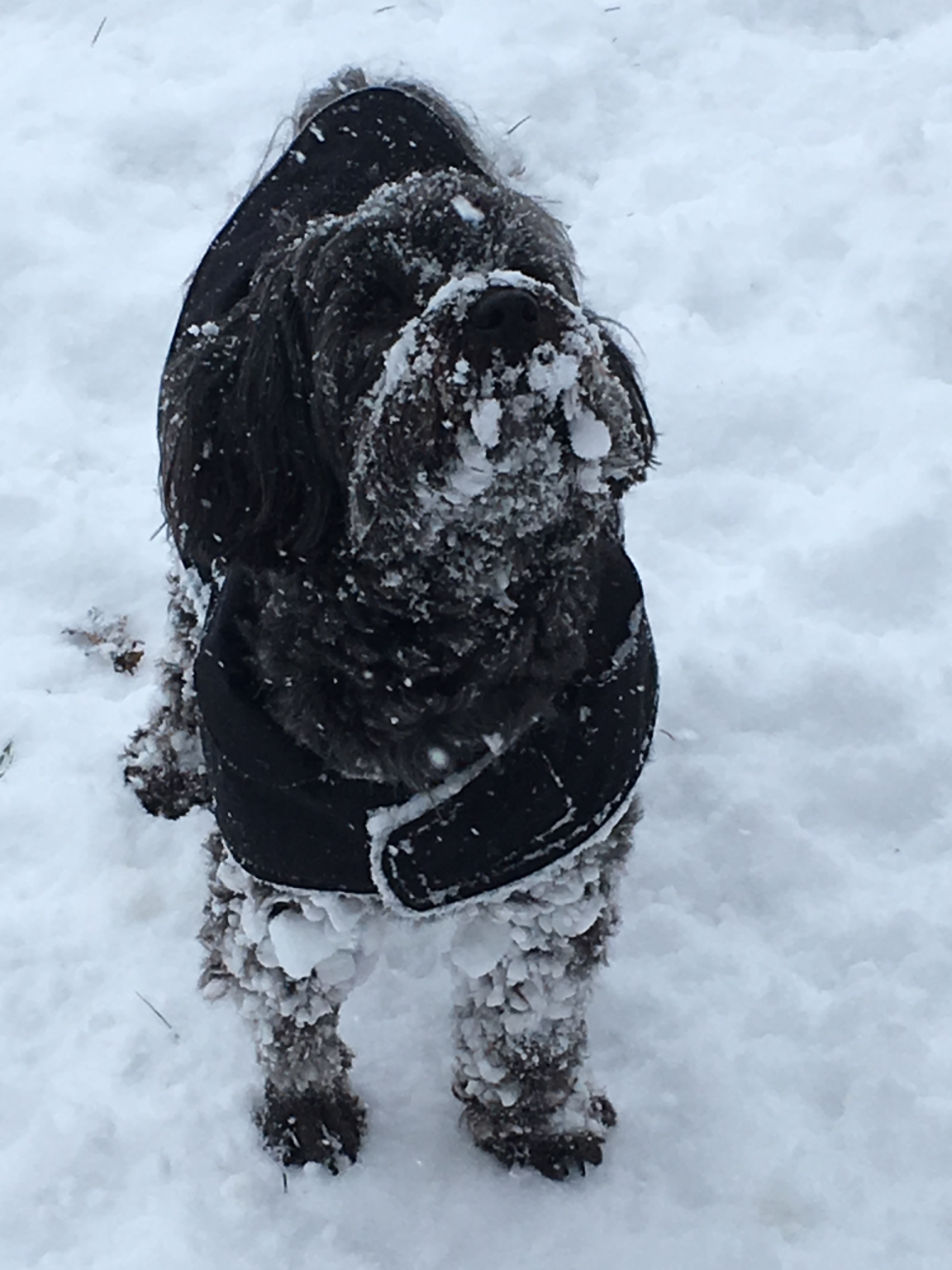 A small dog in a coat standing in the snow