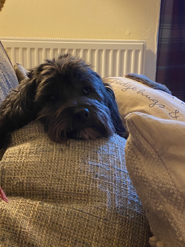 An older dog resting on a sofa at home