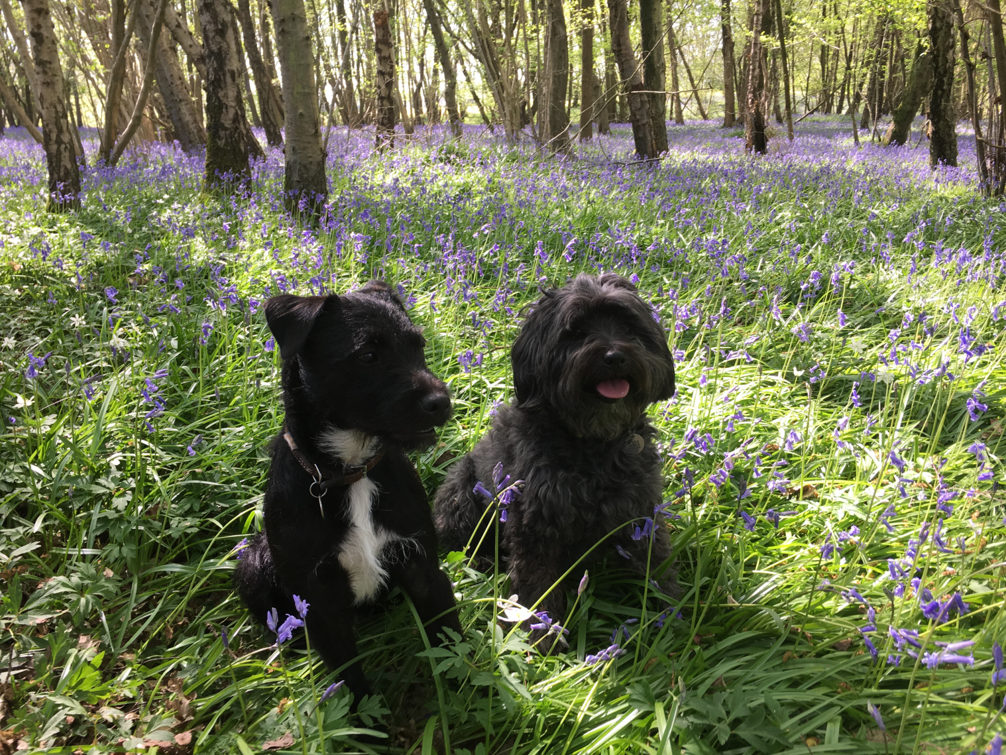 Two dogs sitting in a Sussex bluebell wood Two dogs sitting in a Sussex bluebell wood