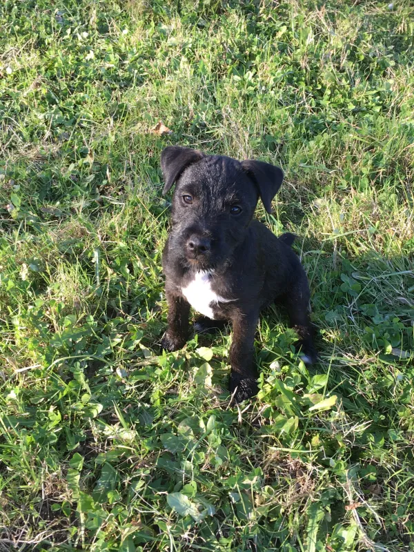 A black puppy sitting in grass