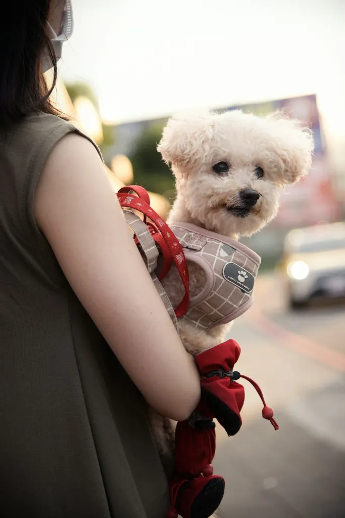 A small dog carried by its owner