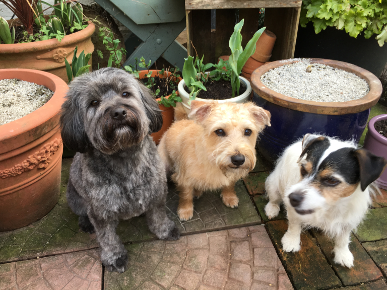 Three dogs waiting together in a garden Three dogs waiting together in a garden