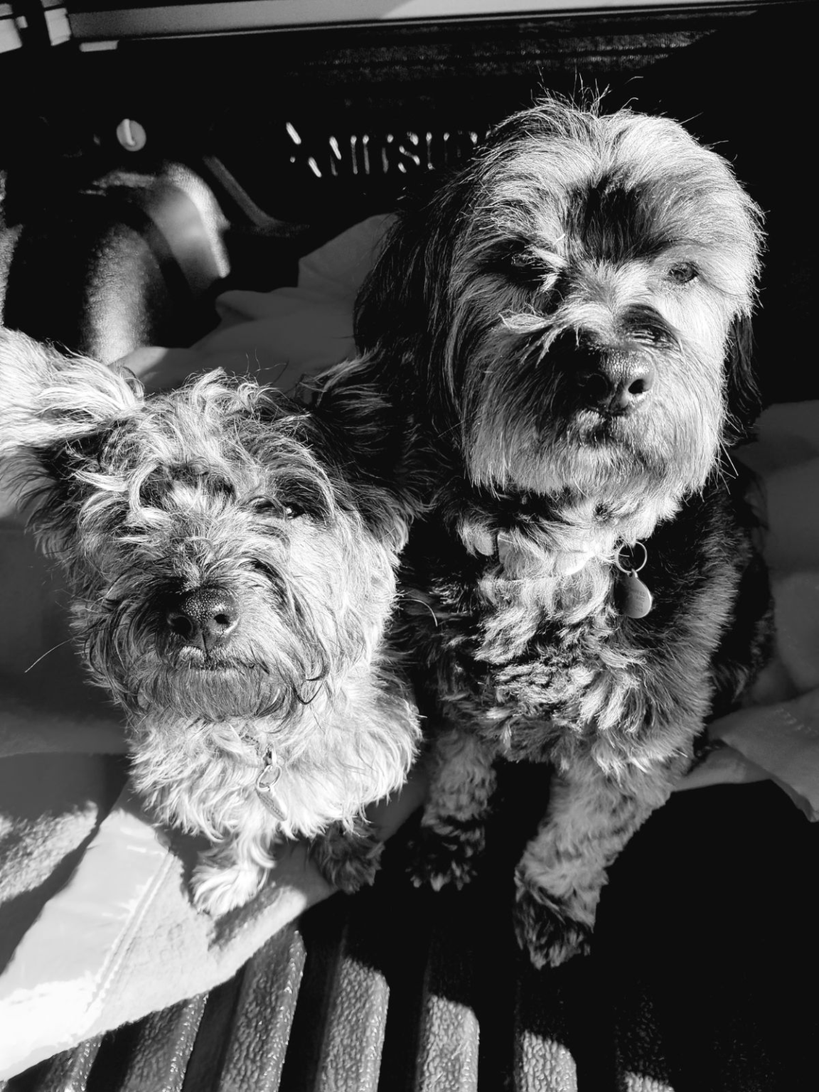 Two older terriers resting together